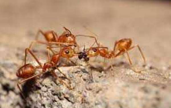 How to Get Rid of Ants in your Car?