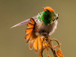 √ Interesting facts about frilled coquette - Interesting news