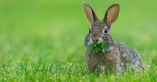 √ cottontail rabbit Interesting facts - Interesting news