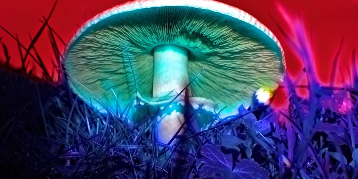 Magic Mushrooms: What Effects Do They Have On My Brain?