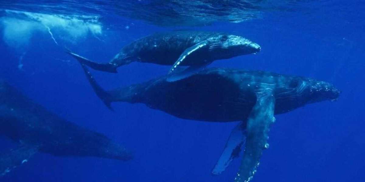 Ocean Adventure Boats Transform Oahu Touring