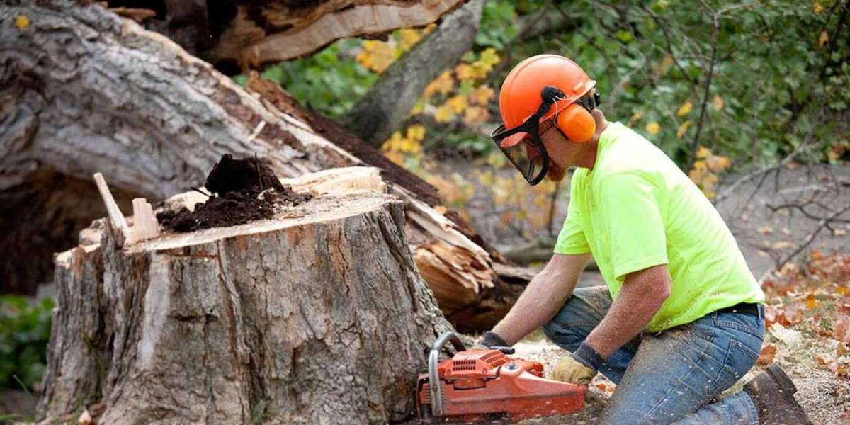 tree pruning in Melbourne | Stump and trees