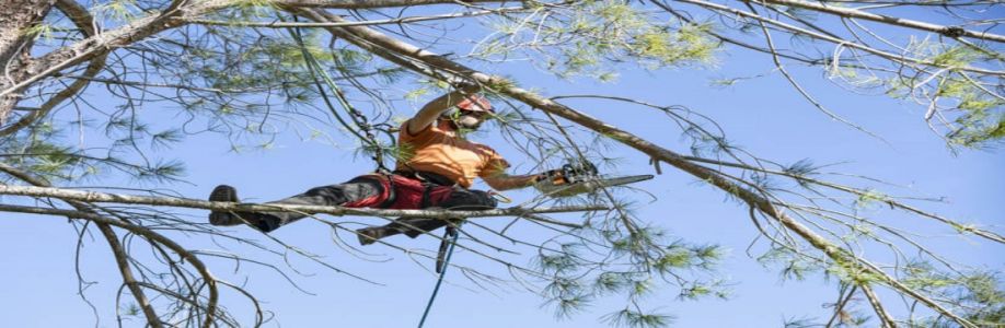 Colchester Tree Surgeon and Arbo Cover Image