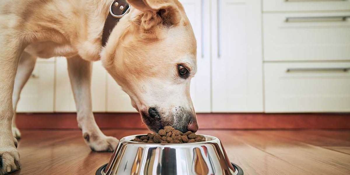 Should I Feed Chicken and Rice Dog Food to My Dog?