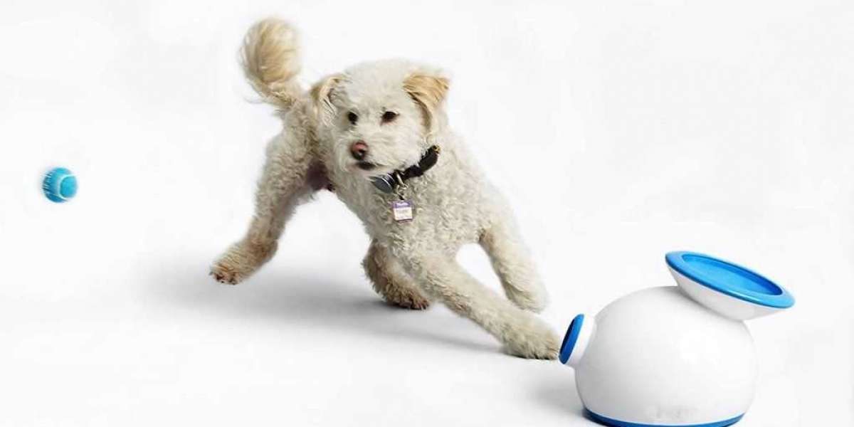 Best Dog Fitness Tracker — Ifetch Too