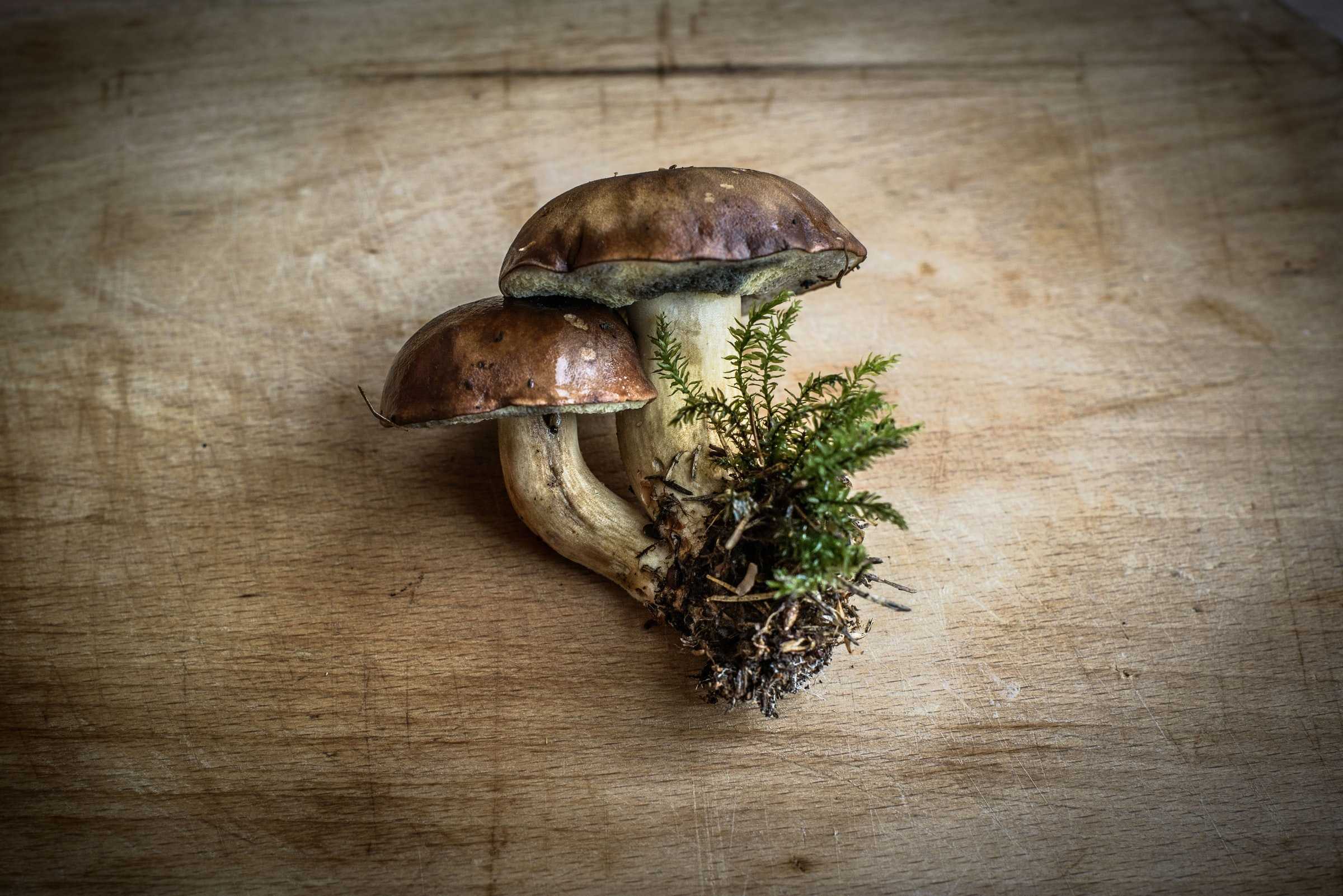 magic mushroom Profile Picture