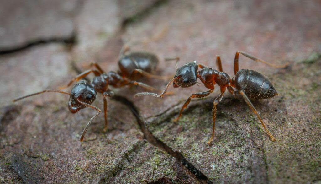 Say Goodbye to Ant Infestations with Expert Ant Pest Control in Melbourne