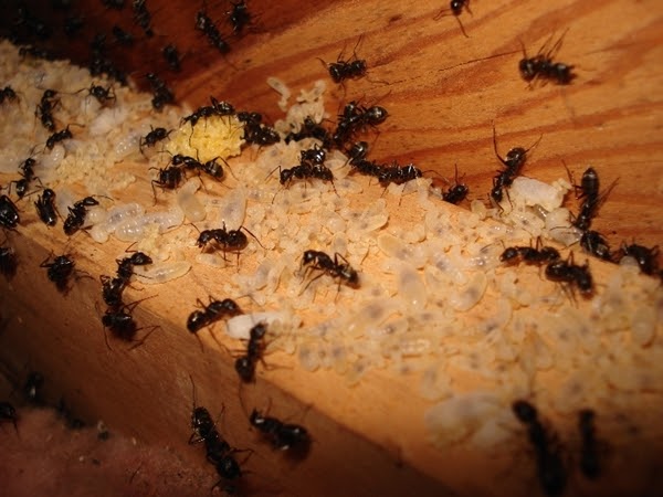 Conquering the Tiny Invaders: Ant Control in Melbourne