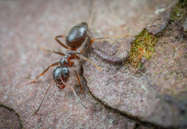 Ant Pest Control Melbourne: Keeping Your Home Ant-Free