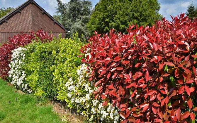Green Privacy: How to Select and Maintain the Perfect Hedge Plants for Your Yard | Articles | Reece Williams | Gan Jing World