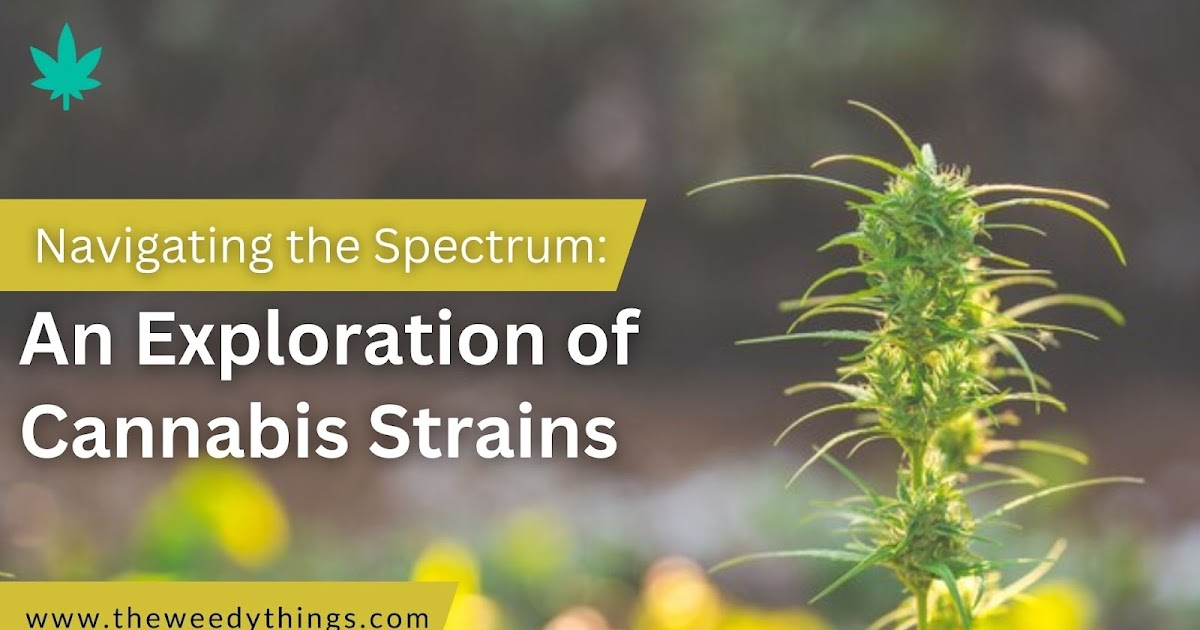 Navigating the Spectrum: An Exploration of Cannabis Strains