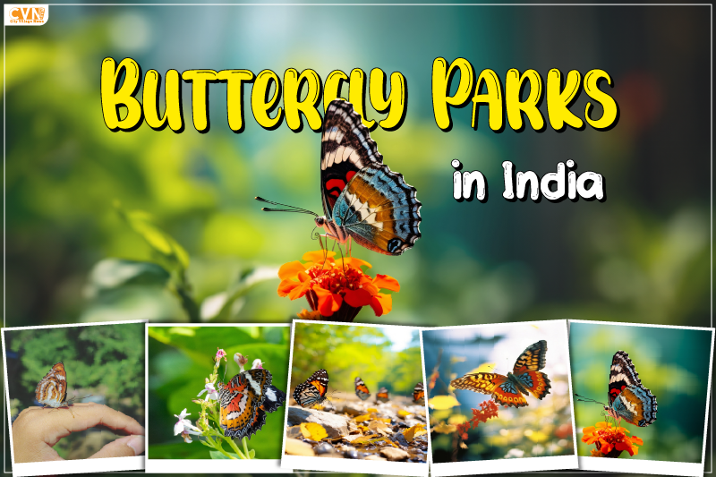 Explore Butterfly Parks in India for an Exciting Experience