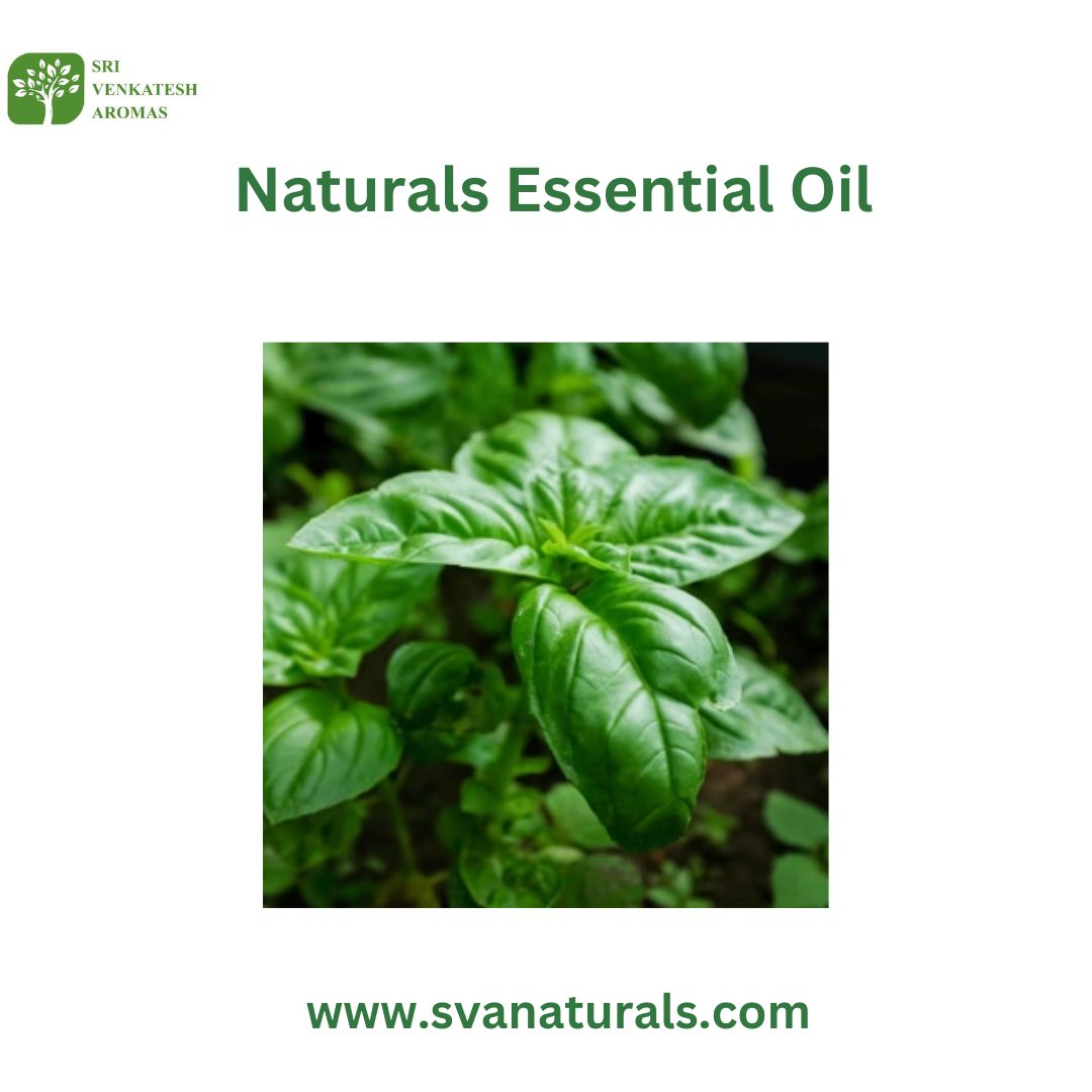 Top 10 Natural Essential Oil Manufacturers in India – Sri Venkatesh Aromas