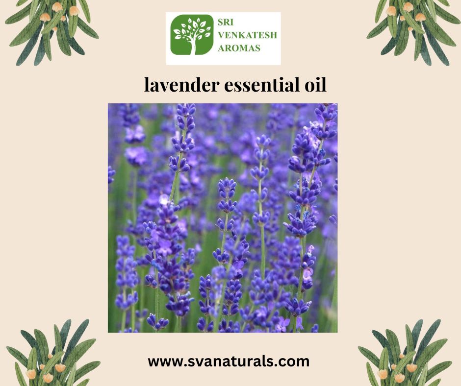 Organic lavender essential oil Suppliers – Sri Venkatesh Aromas