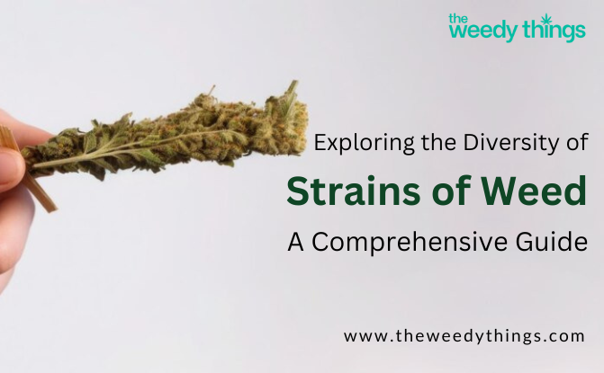 Exploring the Diversity of Strains of Weed: A Comprehensive Guide