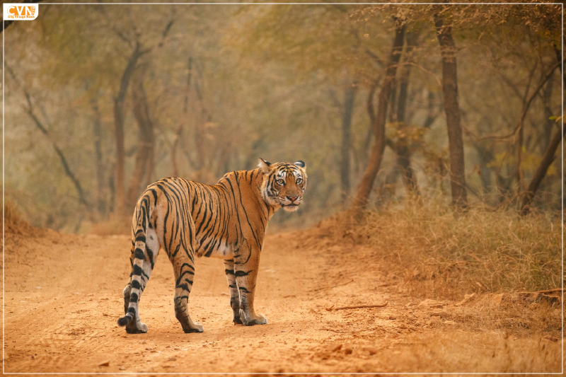 Explore the New Kota Tourist Zone at Jim Corbett National Park