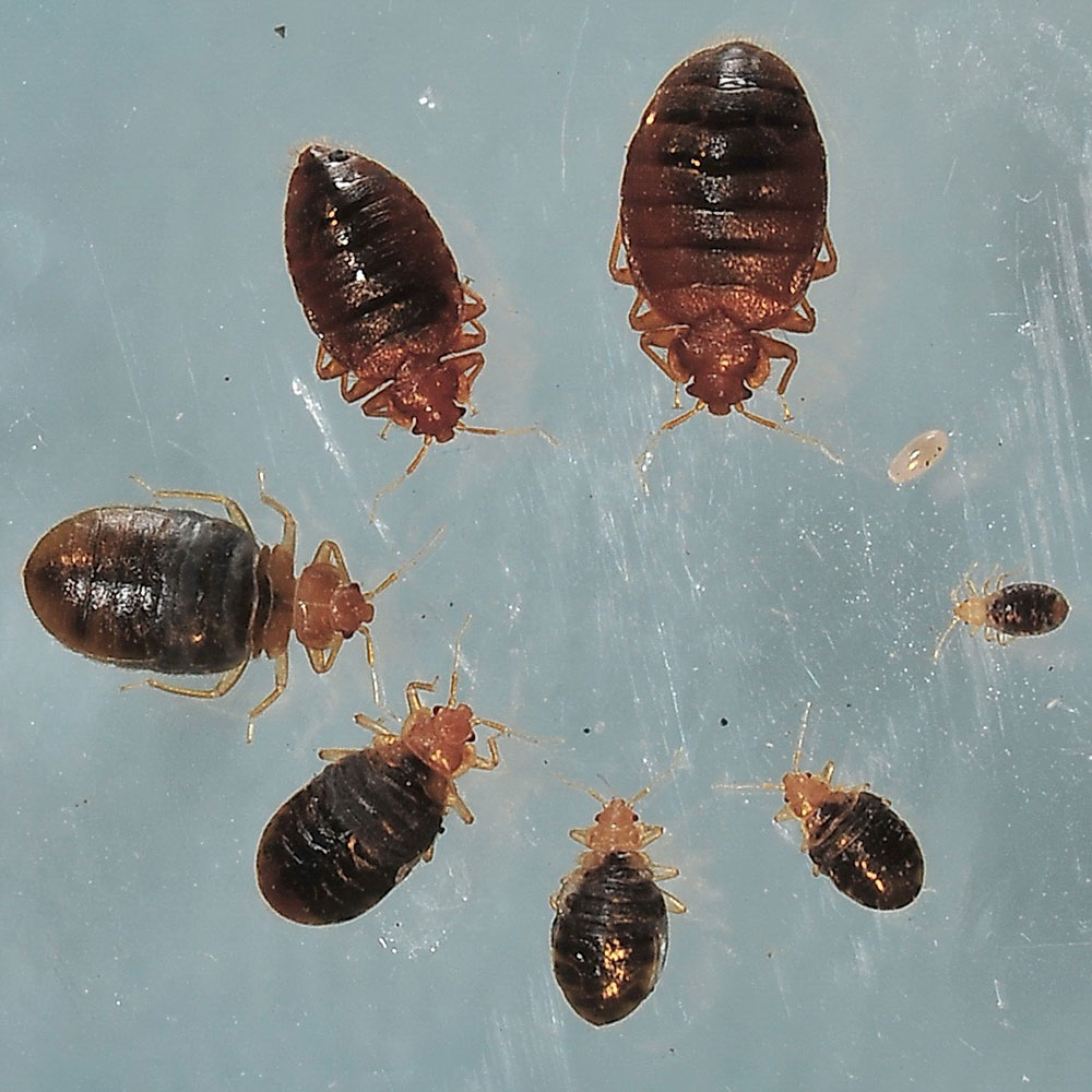 Bed Bug Removal Services | Fort Bend & Harris County, Texas