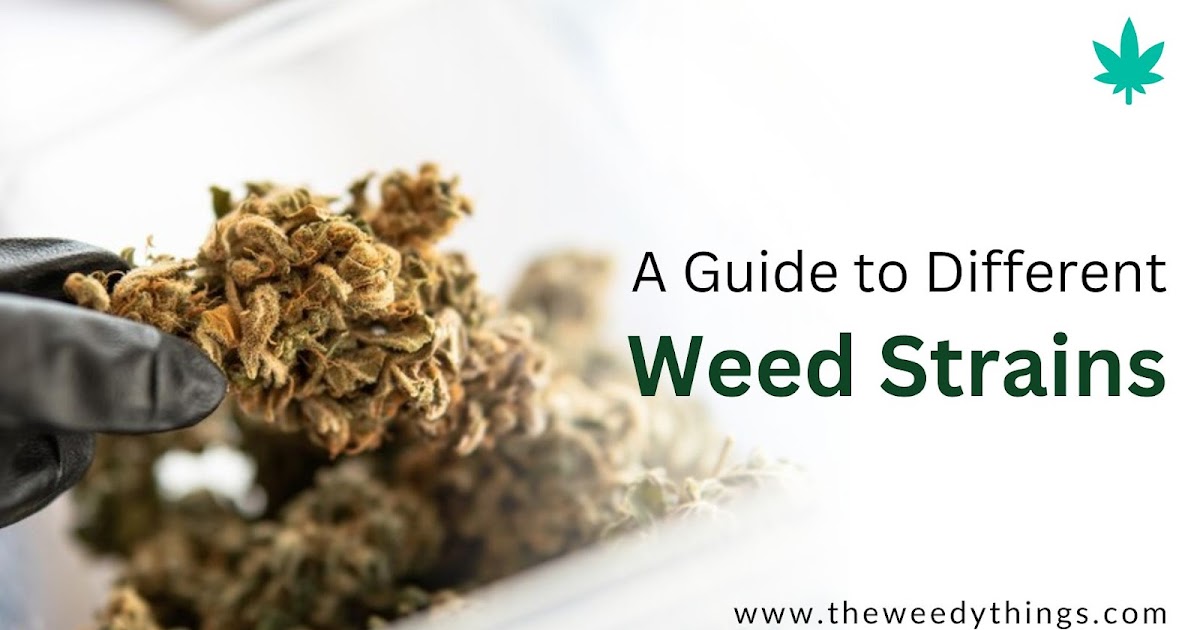 Exploring Diversity: A Guide to Different Weed Strains