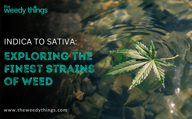 Indica to Sativa: Exploring the Finest Strains of Weed