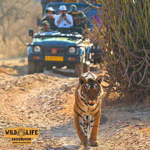 Jawai Leopard Safari Online Booking - Bera Safari lodge