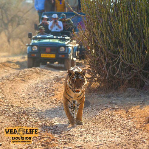 Book Safari - Wildlife Excursion