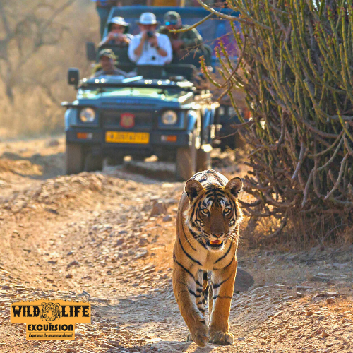 Jhalana Leopard Safari Booking - Enjoy Wildlife Safari