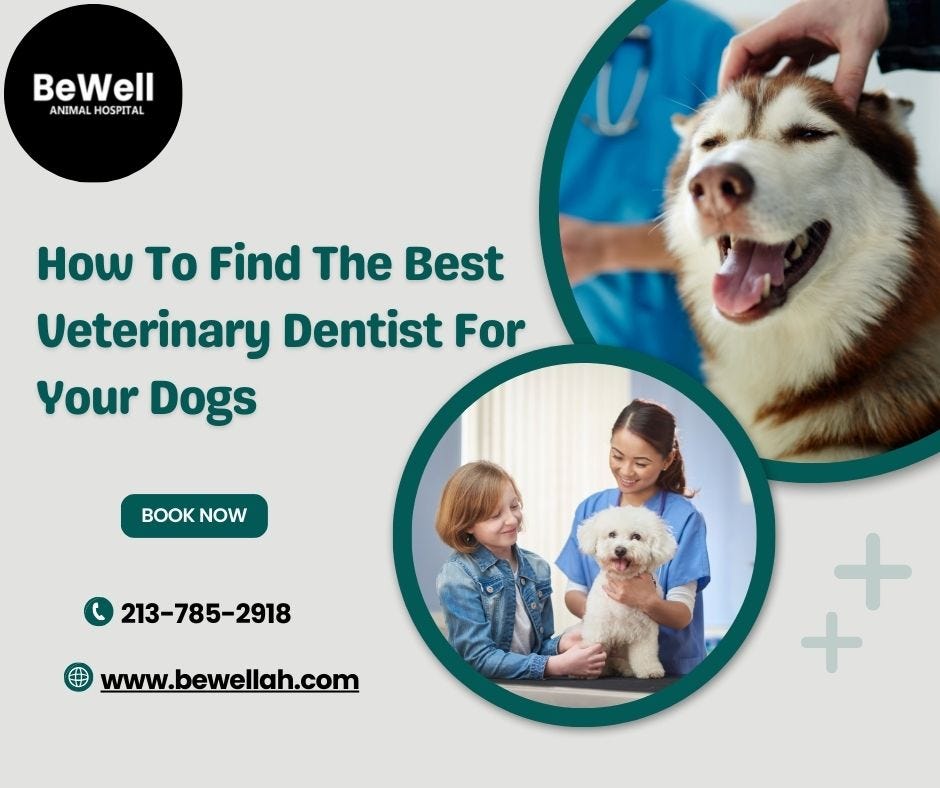 How To Find The Best Veterinary Dentist For Your Dog | by BeWell ANIMAL HOSPITAL | Jul, 2024 | Medium